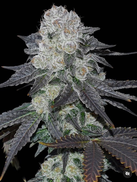 Purple Frost cannabis strain by Beebop Genetics